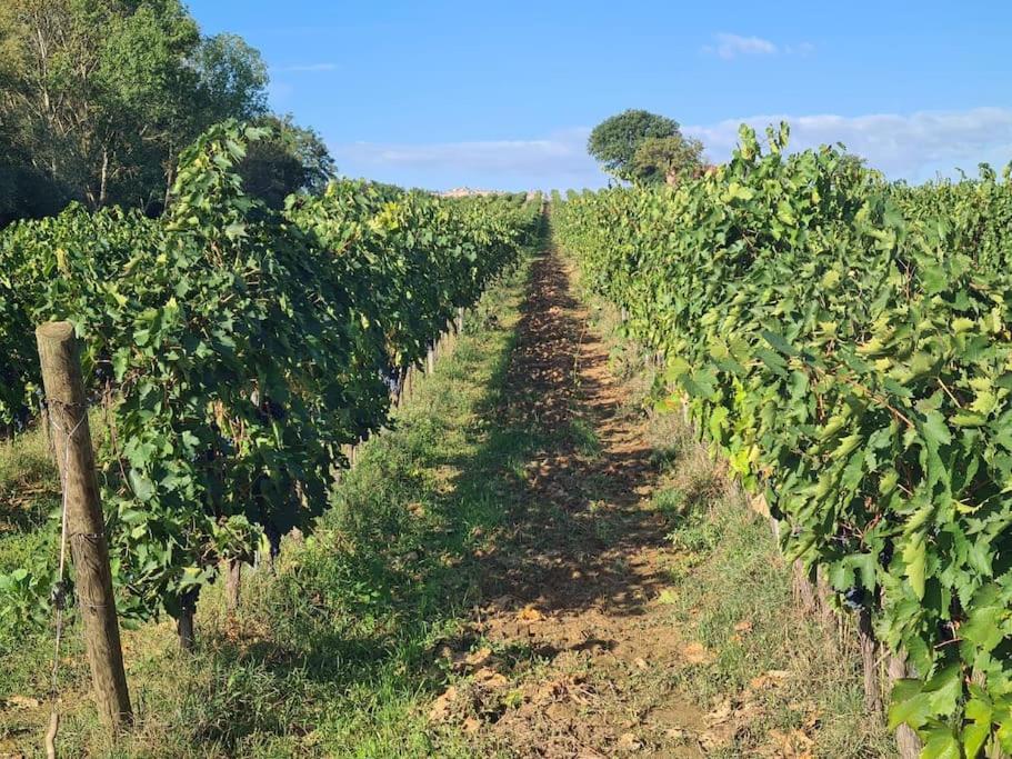 Montepulciano - La Casetta Del Pian Delle Noci Аквавива Экстерьер фото