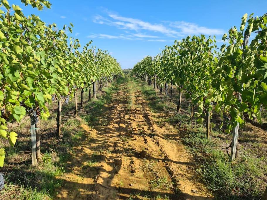 Montepulciano - La Casetta Del Pian Delle Noci Аквавива Экстерьер фото