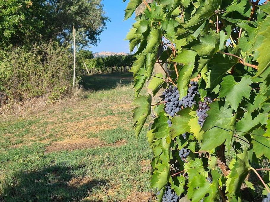 Montepulciano - La Casetta Del Pian Delle Noci Аквавива Экстерьер фото